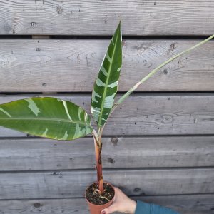 Musa (Banánovník) ´FLORIDA VARIEGATA´ - výška 40-60 cm, kont. P11